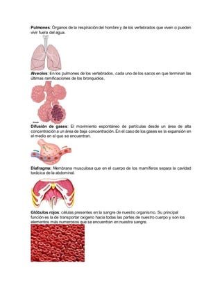 Pulmones: Órganos de la respiración del hombre y de los vertebrados que viven o pueden
vivir fuera del agua.
Alveolos: En los pulmones de los vertebrados, cada uno de los sacos en que terminan las
últimas ramificaciones de los bronquiolos.
Difusión de gases: El movimiento espontáneo de partículas desde un área de alta
concentración a un área de baja concentración. En el caso de los gases es la expansión en
el medio en el que se encuentran.
Diafragma: Membrana musculosa que en el cuerpo de los mamíferos separa la cavidad
torácica de la abdominal.
Glóbulos rojos: células presentes en la sangre de nuestro organismo. Su principal
función es la de transportar oxígeno hacia todas las partes de nuestro cuerpo y son los
elementos más numerosos que se encuentran en nuestra sangre.
 