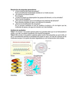 Resolución de preguntas generadoras: 
1. ¿Cómo actúa la bilis sobre las grasas? 
Como emulsificante haciéndolas solubles en un medio acuoso. 
2. ¿En dónde se produce la bilis? 
En el hígado 
3. ¿Cuál es el papel que desempeñan las grasas del alimento, en los animales? 
Como fuente energética. 
4. ¿Por qué es necesario que se emulsifiquen las proteínas del alimento? 
Para hacerlas solubles en agua y así disminuir su tamaño 
5. ¿Qué es la emulsificación de una grasa? 
Es un proceso mediante el cual se modifica el entorno a fin de lograr que las 
moléculas de grasa y de agua se mezclen con más facilidad. 
Análisis de resultados: 
Tubo 1: En el tubo 1 se pueden aprecia gotas muy grandes dado que no es hidrosoluble el 
aceite y con ello, se separa impidiendo una mezcla homogénea. 
Tubo 2: En el tubo 2 se pudieron apreciar gotas mucho más pequeñas ya que la bilis, al 
ser un emulsificante permite la solubilidad del aceite en agua, con ello las rupturas de las 
moléculas aunque no al grado de poder degradarlas en sus componentes más simples. 
Grasa Emulsificación 
Hidrofílico Hidrofóbico 
 