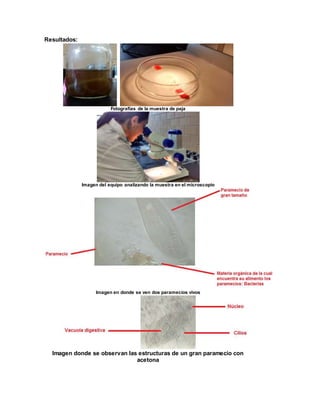Resultados: 
Fotografías de la muestra de paja 
Imagen del equipo analizando la muestra en el microscopio 
Imagen en donde se ven dos paramecios vivos 
Imagen donde se observan las estructuras de un gran paramecio con 
acetona 
 