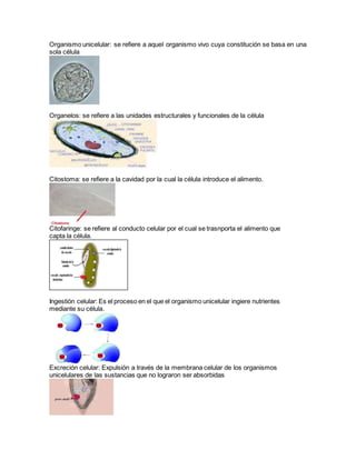 Organismo unicelular: se refiere a aquel organismo vivo cuya constitución se basa en una 
sola célula 
Organelos: se refiere a las unidades estructurales y funcionales de la célula 
Citostoma: se refiere a la cavidad por la cual la célula introduce el alimento. 
Citofaringe: se refiere al conducto celular por el cual se trasnporta el alimento que 
capta la célula. 
Ingestión celular: Es el proceso en el que el organismo unicelular ingiere nutrientes 
mediante su célula. 
Excreción celular: Expulsión a través de la membrana celular de los organismos 
unicelulares de las sustancias que no lograron ser absorbidas 
 