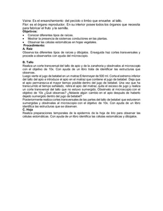 Vaina: Es el ensanchamiento del pecíolo o limbo que envuelve al tallo. 
Flor: es el órgano reproductor. En su interior posee todos los órganos que necesita 
para fabricar el fruto y la semilla. 
Objetivos: 
 Conocer diferentes tipos de raíces. 
 Mostrar la presencia de sistemas conductores en las plantas. 
 Observar las células estomáticas en hojas vegetales. 
Procedimiento: 
A. Raíz 
Observa los diferentes tipos de raíces y dibújalos. Enseguida haz cortes transversales y 
procede a observarlos con ayuda del microscopio. 
B. Tallo 
Realiza un corte transversal del tallo de apio y de la zanahoria y obsérvalos al microscopio 
con el objetivo de 10x. Con ayuda de un libro trata de identificar las estructuras que 
observas. 
Luego vierte el jugo de betabel en un matraz Erlenmeyer de 500 ml. Corta el extremo inferior 
del tallo del apio e introduce el apio en el matraz que contiene el jugo de betabel. Deja que 
el apio permanezca el mayor tiempo posible dentro del jugo de betabel. Una vez que ha 
transcurrido el tiempo señalado, retira el apio del matraz, quita el exceso de jugo y realiza 
un corte transversal del tallo que no estuvo sumergido. Obsérvalo al microscopio con el 
objetivo de 10x ¿Qué observas? ¿Notaste algún cambio en el apio después de haberlo 
dejado sumergido dentro del jugo de betabel? 
Posteriormente realiza cortes transversales de las partes del tallo de betabel que estuvieron 
sumergidas y obsérvalas al microscopio con el objetivo de 10x. Con ayuda de un libro 
identifica las estructuras que se observan. 
C. Hoja 
Realiza preparaciones temporales de la epidermis de la hoja de lirio para observar las 
células estomáticas. Con ayuda de un libro identifica las células estomáticas y dibújalos. 
 