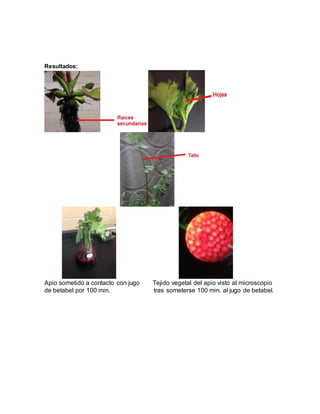 Resultados: 
Apio sometido a contacto con jugo Tejido vegetal del apio visto al microscopio 
de betabel por 100 min. tras someterse 100 min. al jugo de betabel. 
 