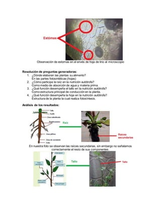 Observación de estomas en el envés de hoja de lirio al microscopio 
Resolución de preguntas generadoras: 
1. ¿Dónde elaboran las plantas su alimento? 
En las partes fotosintéticas (hojas) 
2. ¿Cómo participa la raíz en la nutrición autótrofa? 
Como medio de absorción de agua y materia prima. 
3. ¿Qué función desempeña el tallo en la nutrición autótrofa? 
Como estructura principal de conducción en la planta. 
4. ¿Qué función desempeña la hoja en la nutrición autótrofa? 
Estructura de la planta la cual realiza fotosíntesis. 
Análisis de los resultados: 
En nuestra foto se observan las raíces secundarias, sin embargo no señalamos 
correctamente el resto de sus componentes. 
 
