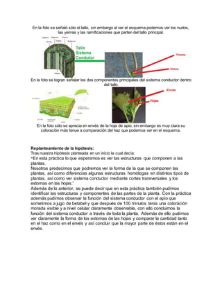 En la foto se señaló sólo el tallo, sin embargo al ver el esquema podemos ver los nudos, 
las yemas y las ramificaciones que parten del tallo principal. 
En la foto se logran señalar los dos componentes principales del sistema conductor dentro 
del tallo 
En la foto sólo se aprecia en envés de la hoja de apio, sin embargo es muy clara su 
coloración más tenue a comparación del haz que podemos ver en el esquema. 
Replanteamiento de la hipótesis: 
Tras nuestra hipótesis planteada en un inicio la cual decía: 
“En esta práctica lo que esperamos es ver las estructuras que componen a las 
plantas. 
Nosotros predecimos que podremos ver la forma de la que se componen las 
plantas, así como diferencias algunas estructuras homólogas en distintos tipos de 
plantas, así como ver sistema conductor mediante cortes transversales y los 
estomas en las hojas.” 
Además de lo anterior, se puede decir que en esta práctica también pudimos 
identificar las estructuras y componentes de las partes de la planta. Con la práctica 
además pudimos observar la función del sistema conductor con el apio que 
sometimos a jugo de betabel y que después de 100 minutos tenía una coloración 
morada visible y a nivel celular claramente observable, con ello concluimos la 
función del sistema conductor a través de toda la planta. Además de ello pudimos 
ver claramente la forma de los estomas de las hojas y comparar la cantidad tanto 
en el haz como en el envés y así concluir que la mayor parte de éstos están en el 
envés. 
 