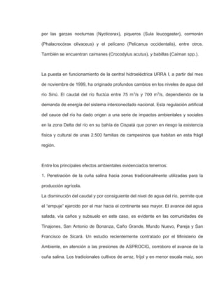 por las garzas nocturnas (Nycticorax), piqueros (Sula leucogaster), cormorán
(Phalacrocórax olivaceus) y el pelícano (Pelicanus occidentalis), entre otros.
También se encuentran caimanes (Crocodylus acutus), y babillas (Caiman spp.).
La puesta en funcionamiento de la central hidroeléctrica URRA I, a partir del mes
de noviembre de 1999, ha originado profundos cambios en los niveles de agua del
río Sinú. El caudal del río fluctúa entre 75 m3
/s y 700 m3
/s, dependiendo de la
demanda de energía del sistema interconectado nacional. Esta regulación artificial
del cauce del río ha dado origen a una serie de impactos ambientales y sociales
en la zona Delta del río en su bahía de Cispatá que ponen en riesgo la existencia
física y cultural de unas 2.500 familias de campesinos que habitan en esta frágil
región.
Entre los principales efectos ambientales evidenciados tenemos:
1. Penetración de la cuña salina hacia zonas tradicionalmente utilizadas para la
producción agrícola.
La disminución del caudal y por consiguiente del nivel de agua del río, permite que
el “empuje” ejercido por el mar hacia el continente sea mayor. El avance del agua
salada, vía caños y subsuelo en este caso, es evidente en las comunidades de
Tinajones, San Antonio de Bonanza, Caño Grande, Mundo Nuevo, Pareja y San
Francisco de Sicará. Un estudio recientemente contratado por el Ministerio de
Ambiente, en atención a las presiones de ASPROCIG, corroboro el avance de la
cuña salina. Los tradicionales cultivos de arroz, fríjol y en menor escala maíz, son
 