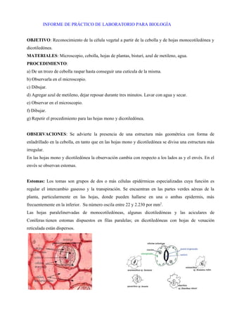 INFORME DE PRÁCTICO DE LABORATORIO PARA BIOLOGÍA
OBJETIVO: Reconocimiento de la célula vegetal a partir de la cebolla y de hojas monocotiledónea y
dicotiledónea.
MATERIALES: Microscopio, cebolla, hojas de plantas, bisturí, azul de metileno, agua.
PROCEDIMIENTO:
a) De un trozo de cebolla raspar hasta conseguir una cutícula de la misma.
b) Observarla en el microscopio.
c) Dibujar.
d) Agregar azul de metileno, dejar reposar durante tres minutos. Lavar con agua y secar.
e) Observar en el microscopio.
f) Dibujar.
g) Repetir el procedimiento para las hojas mono y dicotiledónea.
OBSERVACIONES: Se advierte la presencia de una estructura más geométrica con forma de
enladrillado en la cebolla, en tanto que en las hojas mono y dicotiledónea se divisa una estructura más
irregular.
En las hojas mono y dicotiledónea la observación cambia con respecto a los lados as y el envés. En el
envés se observan estomas.
Estomas: Los tomas son grupos de dos o más células epidérmicas especializadas cuya función es
regular el intercambio gaseoso y la transpiración. Se encuentran en las partes verdes aéreas de la
planta, particularmente en las hojas, donde pueden hallarse en una o ambas epidermis, más
frecuentemente en la inferior. Su número oscila entre 22 y 2.230 por mm2
.
Las hojas paralelinervadas de monocotiledóneas, algunas dicotiledóneas y las aciculares de
Coníferas tienen estomas dispuestos en filas paralelas; en dicotiledóneas con hojas de venación
reticulada están dispersos.
 