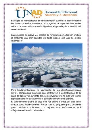 Este gas de hidrocarburos se libera también cuando se descomponen
los desechos en los vertederos, en la agricultura, especialmente en los
cultivos de arroz, así como en la digestióndel ganado y toda la actividad
con el estiércol.
Las prácticas de cultivo y el empleo de fertilizantes en ellas han emitido
al ambiente una gran cantidad de óxido nitroso, otro gas de efecto
invernadero.
Pero fundamentalmente, la fabricación de los clorofluorocarbonos
(CFC), compuestos sintéticos que contribuyen a la destrucción de la
capa de ozono y al aumento del efecto invernadero, ha sido una fuente
significativamente destructiva del equilibrio climático del planeta.
El calentamiento global es algo que nos afecta a todos por igual tanto
directa como indirectamente. Poner nuestro pequeño grano de arena
para contribuir a solucionar o no agravar este fenómeno se verá
reflejado en el mundo del mañana.
 