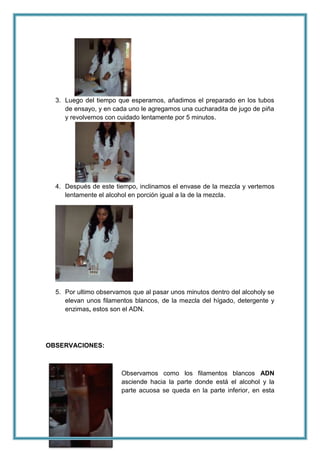 3. Luego del tiempo que esperamos, añadimos el preparado en los tubos
de ensayo, y en cada uno le agregamos una cucharadita de jugo de piña
y revolvemos con cuidado lentamente por 5 minutos.

4. Después de este tiempo, inclinamos el envase de la mezcla y vertemos
lentamente el alcohol en porción igual a la de la mezcla.

5. Por ultimo observamos que al pasar unos minutos dentro del alcoholy se
elevan unos filamentos blancos, de la mezcla del hígado, detergente y
enzimas, estos son el ADN.

OBSERVACIONES:

Observamos como los filamentos blancos ADN
asciende hacia la parte donde está el alcohol y la
parte acuosa se queda en la parte inferior, en esta

 