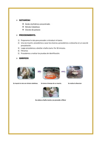  SUSTANCIAS
 Ácido clorhídrico concentrado.
 Nitrato Cobaltoso
 Clorato de potasio
 PROCEDIMIENTO.
1) Preparamos la rata para proceder a introducir el toxico.
2) Una vez muerto procedemos a sacar las vísceras y procedemos a colocarlas en un vaso de
precipitación.
3) Luego procedemos a destilar a baño maría. Por 30 minutos.
4) Filtramos
5) Procedemos a realizar las pruebas de identificación.

 GRÁFICOS

Se inyecta la rata con nitrato cobaltoso.

Se toma el tiempo de su muerte.

Se coloca a baño maría y se procede a filtrar

Se realiza la diseccion

 