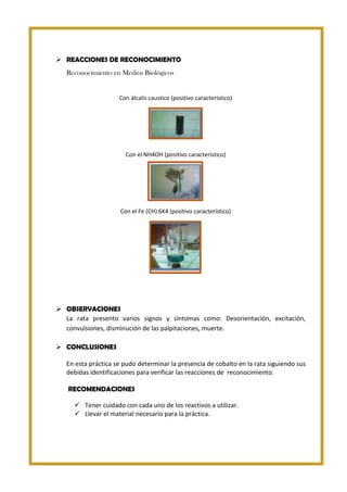  REACCIONES DE RECONOCIMIENTO
Reconocimiento en Medios Biológicos

Con álcalis caustico (positivo característico)

Con el NH4OH (positivo característico)

Con el Fe (CH) 6K4 (positivo característico)

 OBSERVACIONES
La rata presento varios signos y síntomas como: Desorientación, excitación,
convulsiones, disminución de las palpitaciones, muerte.
 CONCLUSIONES
En esta práctica se pudo determinar la presencia de cobalto en la rata siguiendo sus
debidas identificaciones para verificar las reacciones de reconocimiento.
RECOMENDACIONES
 Tener cuidado con cada uno de los reactivos a utilizar.
 Llevar el material necesario para la práctica.

 