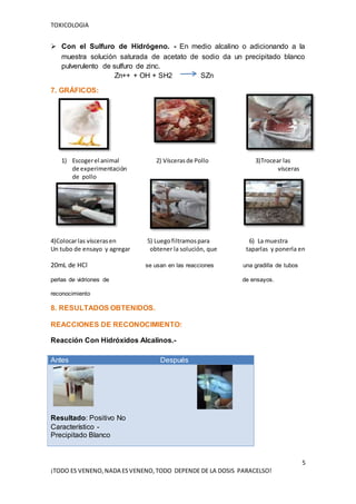 TOXICOLOGIA
5
¡TODO ES VENENO,NADA ESVENENO,TODO DEPENDE DE LA DOSIS PARACELSO!
 Con el Sulfuro de Hidrógeno. - En medio alcalino o adicionando a la
muestra solución saturada de acetato de sodio da un precipitado blanco
pulverulento de sulfuro de zinc.
Zn++ + OH + SH2 SZn
7. GRÁFICOS:
1) Escogerel animal 2) Víscerasde Pollo 3)Trocear las
de experimentación vísceras
de pollo
4)Colocarlas víscerasen 5) Luegofiltramospara 6) La muestra
Un tubo de ensayo y agregar obtener la solución, que taparlas y ponerla en
20mL de HCl se usan en las reacciones una gradilla de tubos
perlas de vidriones de de ensayos.
reconocimiento
8. RESULTADOS OBTENIDOS.
REACCIONES DE RECONOCIMIENTO:
Reacción Con Hidróxidos Alcalinos.-
Antes Después
Resultado: Positivo No
Característico -
Precipitado Blanco
 