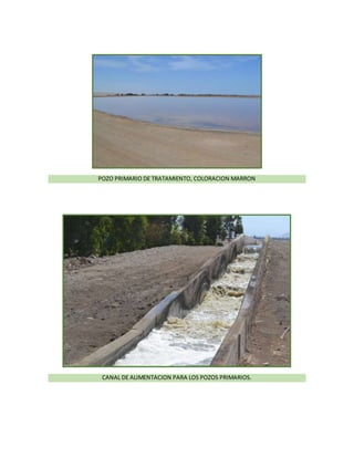 POZO PRIMARIO DE TRATAMIENTO, COLORACION MARRON
CANAL DE ALIMENTACION PARA LOS POZOS PRIMARIOS.
 
