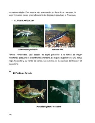 100
poco desarrolladas. Esta especie sólo se encuentra en Suramérica y es capaz de
sobrevivir varios meses enterrado durante las épocas de sequía en el Amazonas.
 EL PEZ BLANQUILLO:
Sorubim cuspicaudus Sorubim lima
Familia: Pimelodidae. Esta especie de bagre pertenece a la familia de mayor
importancia pesquera en el continente americano. En la parte superior tiene una franja
negra horizontal y su vientre es blanco. Es endémica de las cuencas del Cauca y el
Magdalena.

El Pez Bagre Rayado:

Pseudoplatystoma fasciatum
 