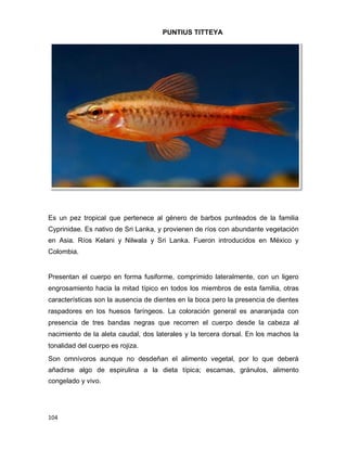 104
Es un pez tropical que pertenece al género de barbos punteados de la familia
Cyprinidae. Es nativo de Sri Lanka, y provienen de ríos con abundante vegetación
en Asia. Ríos Kelani y Nilwala y Sri Lanka. Fueron introducidos en México y
Colombia.
Presentan el cuerpo en forma fusiforme, comprimido lateralmente, con un ligero
engrosamiento hacia la mitad típico en todos los miembros de esta familia, otras
características son la ausencia de dientes en la boca pero la presencia de dientes
raspadores en los huesos faríngeos. La coloración general es anaranjada con
presencia de tres bandas negras que recorren el cuerpo desde la cabeza al
nacimiento de la aleta caudal, dos laterales y la tercera dorsal. En los machos la
tonalidad del cuerpo es rojiza.
Son omnívoros aunque no desdeñan el alimento vegetal, por lo que deberá
añadirse algo de espirulina a la dieta típica; escamas, gránulos, alimento
congelado y vivo.
PUNTIUS TITTEYA
 