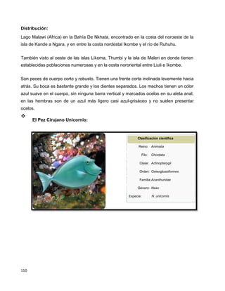 110
Distribución:
Lago Malawi (Africa) en la Bahía De Nkhata, encontrado en la costa del noroeste de la
isla de Kande a Ngara, y en entre la costa nordestal Ikombe y el río de Ruhuhu.
También visto al oeste de las islas Likoma, Thumbi y la isla de Maleri en donde tienen
establecidas poblaciones numerosas y en la costa nororiental entre Liuli e Ikombe.
Son peces de cuerpo corto y robusto. Tienen una frente corta inclinada levemente hacia
atrás. Su boca es bastante grande y los dientes separados. Los machos tienen un color
azul suave en el cuerpo, sin ninguna barra vertical y marcados ocelos en su aleta anal,
en las hembras son de un azul más ligero casi azul-grisáceo y no suelen presentar
ocelos.

El Pez Cirujano Unicornio:

Clasificación científica
Reino: Animalia
Filo: Chordata
Clase: Actinopterygii
Orden: Osteoglossiformes
Familia:Acanthuridae
Género: Naso
Especie: N. unicornis
 