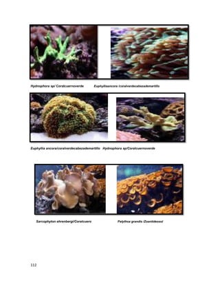 112
Hydnophora sp/ Coralcuernoverde Euphylliaancora /coralverdecabezademartillo
Euphyllia ancora/coralverdecabezademartillo Hydnophora sp/Coralcuernoverde
Sarcophyton ehrenbergi/Coralcuero Palythoa grandis /Zoantideosol
 