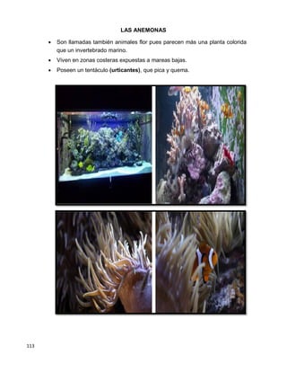 113
LAS ANEMONAS


 Son llamadas también animales flor pues parecen más una planta colorida
que un invertebrado marino. 

 Viven en zonas costeras expuestas a mareas bajas. 

 Poseen un tentáculo (urticantes), que pica y quema. 
 