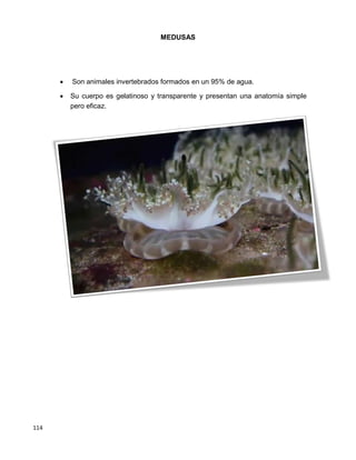 114
MEDUSAS


 Son animales invertebrados formados en un 95% de agua. 

 Su cuerpo es gelatinoso y transparente y presentan una anatomía simple
pero eficaz. 



 

 