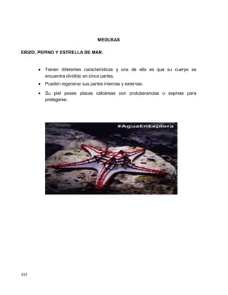 115
MEDUSAS
ERIZO, PEPINO Y ESTRELLA DE MAR.




 Tienen diferentes características y una de ella es que su cuerpo se
encuentra dividido en cinco partes. 

 Pueden regenerar sus partes internas y externas. 

 Su piel posee placas calcáreas con protuberancias o espinas para
protegerse.

 