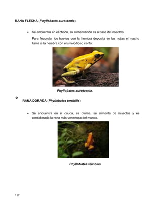117
RANA FLECHA (Phyllobates aurotaenia)



 Se encuentra en el choco, su alimentación es a base de insectos. 

Para fecundar los huevos que la hembra deposita en las hojas el macho
llama a la hembra con un melodioso canto. 
Phyllobates aurotaenia.

RANA DORADA (Phyllobates terribilis)




 Se encuentra en el cauca, es diurna, se alimenta de insectos y es
considerada la rana más venenosa del mundo. 
Phyllobates terribilis
 