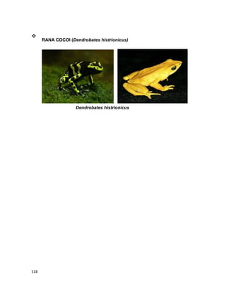 118

RANA COCOI (Dendrobates histrionicus)

Dendrobates histrionicus
 
