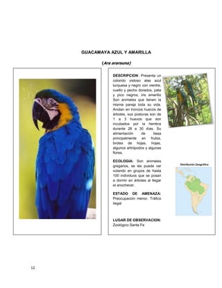 12
GUACAMAYA AZUL Y AMARILLA
(Ara ararauna)
Distribución Geográfica
DESCRIPCION: Presenta un
colorido vistoso alas azul
turquesa y negro con vientre,
cuello y pecho dorados, pata
y pico negros, iris amarillo
Son animales que tienen la
misma pareja toda su vida.
Anidan en troncos huecos de
árboles, sus posturas son de
1 a 3 huevos que son
incubados por la hembra
durante 28 a 30 días. Su
alimentación de basa
principalmente en frutos,
brotes de hojas, hojas,
algunos artrópodos y algunas
flores.
ECOLOGIA: Son animales
gregarios, se les puede ver
volando en grupos de hasta
100 individuos que se posan
a dormir en árboles al llegar
el anochecer.
ESTADO DE AMENAZA:
Preocupación menor. Tráfico
ilegal
LUGAR DE OBSERVACION:
Zoológico Santa Fe
 