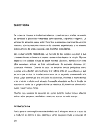 122
ALIMENTACIÓN
Se nutren de diversos animales invertebrados como insectos o arañas, raramente
de caracoles o pequeños vertebrados como roedores, serpientes o lagartos. La
variedad de alimentos es por tanto inherente a la especie de manera más o menos
marcada, sólo Isometroides vescus se lo considera especializado y se alimenta
exclusivamente de unas pocas especies de arañas excavadoras.
Son exclusivamente noctámbulos. La mayoría de las especies acechan a sus
presas en las cercanías de sus propias cuevas u otros lugares de refugio. Algunas
especies son capaces incluso de cazar insectos voladores. También hay entre
ellos cazadores activos, se trata principalmente de animales delgados con
poderosos venenos. Durante la caza se emplean ambos pedipalpos como
tenazas, y si no bastan para neutralizar a la víctima, entra en juego el aguijón, que
se lanza por encima de la cabeza en menos de un segundo, envenenando a la
presa. Luego desmenuza a la presa con los quelíceros, mientras al mismo tiempo
unas enzimas predigieren el alimento. La papilla alimenticia, en forma líquida, es
absorbida a través de la garganta hacia los intestinos. El proceso de alimentación
puede requerir varias horas.
Muchos son capaces de aguantar sin comer durante mucho tiempo, algunos
incluso años, ya que su metabolismo en reposo apenas necesita energía.
REPRODUCCION
Por lo general un escorpión necesita alrededor de 6 años para alcanzar la edad de
la madurez. De camino a esto, pasará por varias etapas de muda y su cuerpo irá
 