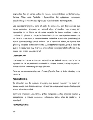 125
segmentos, hay en varias partes del mundo, concentrándose en Norteamérica,
Europa, África, Asia, Australia y Sudamérica. Son artrópodos venenosos,
escurridizos y se muestra algo agresivo y huidizo al tratar de manipularlo.
Los escolopendromorfos, como el resto de quilópodos, son depredadores que
cazan pequeños animales, en general otros artrópodos. Las presas son
capturadas por el último par de patas, provisto de fuertes espinas y uñas; a
continuación, girando el cuerpo, le clavan las forcípulas, que inyectan veneno que
las paraliza o las mata; el veneno contiene histamina, acetilcolina, proteínas (que
actúan como toxinas) y varios enzimas. En la Península Ibérica, la especie más
grande y peligrosa es la escolopendra (Escolopendra cingulata), pero, a pesar de
que su mordedura es muy dolorosa, a menudo se han exagerado los efectos de su
picada y en ningún caso es mortal.
DISTRIBUCIÓN
Los escolopendras se encuentran esparcidos por todo el mundo, menos en los
lugares fríos. Se les puede encontrar entre la corteza, madera y debajo de piedras,
donde excavan una madriguera algo profunda.
Estas se encuentran en el sur de Europa (España, Francia, Italia, Grecia)y norte
de áfrica.
ALIMENTACION:
Se alimentan casi de cualquier organismo que puedan manejar y no dudan en
atacar aquello que detecten por sus vibraciones en sus proximidades, los insectos
son su alimento principal.
Carnívora (insectos: saltamontes, grillos mariposas, polilas ,aracniso (arañas y
escorpiones e incluso pequeños vertebrados, como crías de roedores o
lagartijas).
REPRODUCCION:
 