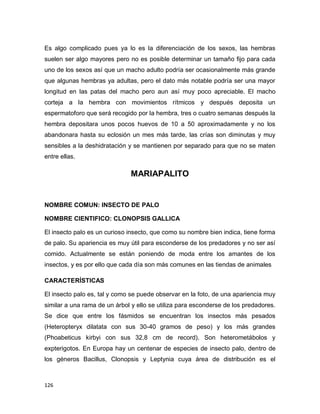 126
Es algo complicado pues ya lo es la diferenciación de los sexos, las hembras
suelen ser algo mayores pero no es posible determinar un tamaño fijo para cada
uno de los sexos así que un macho adulto podría ser ocasionalmente más grande
que algunas hembras ya adultas, pero el dato más notable podría ser una mayor
longitud en las patas del macho pero aun así muy poco apreciable. El macho
corteja a la hembra con movimientos rítmicos y después deposita un
espermatoforo que será recogido por la hembra, tres o cuatro semanas después la
hembra depositara unos pocos huevos de 10 a 50 aproximadamente y no los
abandonara hasta su eclosión un mes más tarde, las crías son diminutas y muy
sensibles a la deshidratación y se mantienen por separado para que no se maten
entre ellas.
MARIAPALITO
NOMBRE COMUN: INSECTO DE PALO
NOMBRE CIENTIFICO: CLONOPSIS GALLICA
El insecto palo es un curioso insecto, que como su nombre bien indica, tiene forma
de palo. Su apariencia es muy útil para esconderse de los predadores y no ser así
comido. Actualmente se están poniendo de moda entre los amantes de los
insectos, y es por ello que cada día son más comunes en las tiendas de animales
CARACTERÍSTICAS
El insecto palo es, tal y como se puede observar en la foto, de una apariencia muy
similar a una rama de un árbol y ello se utiliza para esconderse de los predadores.
Se dice que entre los fásmidos se encuentran los insectos más pesados
(Heteropteryx dilatata con sus 30-40 gramos de peso) y los más grandes
(Phoabeticus kirbyi con sus 32,8 cm de record). Son heterometábolos y
expterigotos. En Europa hay un centenar de especies de insecto palo, dentro de
los géneros Bacillus, Clonopsis y Leptynia cuya área de distribución es el
 