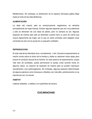 127
Mediterráneo. Sin embargo, la distribución de la especie Clonopsis gallica llega
hasta el norte de las Islas Británicas.
ALIMENTACIÓN
La dieta del insecto palo es exclusivamente vegetariana, se alimenta
principalmente de hojas frescas. Existen algunas especies que son muy selectivas
y sólo se alimentan de una clase de planta, pero no siempre es así. Algunas
especies de insecto palo sólo se alimentan cuando hace un poco de viento que
mueva ligeramente las hojas, por lo que en estos animales será obligado crear
corrientes de aire con la ayuda de un pequeño ventilador.
REPRODUCCION
El ciclo vital de los fásmidos dura, normalmente, 1 año. Durante el apareamiento el
macho monta sobra el dorso de la hembra y dobla su abdomen hacia abajo para
buscar el conducto sexual de la hembra. En esta postura de apareamiento, propia
más bien de acróbatas, puede permanecer la pareja unida durante horas en
algunos casos. La mayoría de especies de insecto palo se pueden reproducir
sexualmente y por partenogénesis. Sin embargo, algunas especies determinadas
de algunos géneros como Carausius o Bacillus van más allá y prácticamente no se
reproducen por vía sexual.
HABITAT
Laderas soleadas y cálidas y en superficies de secano
CUCARACHAS
 