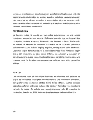 129
termitas, e investigaciones actuales sugieren que el género Cryptocercus está más
estrechamente relacionado a las termitas que otros blatodeos. Las cucarachas son
más comunes en climas tropicales y subtropicales. Algunas especies están
estrechamente relacionadas con las viviendas y se localizan en estos casos cerca
de cubos de basuras o en la cocina.
REPRODUCCIÓN
La hembra realiza la puesta de huevecillos externamente en una ooteca
oblongada, aunque hay una especie, Diploptera punctata, que es vivípara.5 Las
cucarachas hembras a menudo llevan estuches, llamados ootecas, donde están
los huevos al extremo del abdomen. La ooteca de la cucaracha germánica
contiene entre 30–40 huevos, largos y delgados, empaquetados como salchichas.
Las ninfas surgen de los huevos por la presión combinada de las ninfas que tragan
aire, y son inicialmente de color blanco brillante, se endurecen y oscurecen en
aproximadamente cuatro horas. Su etapa blanca es transitoria mientras salen y la
posterior muda ha llevado a muchas personas a afirmar haber visto cucarachas
albinas.
HABITAT
Las cucarachas viven en una amplia diversidad de ambientes. Las especies de
plagas de cucarachas se adaptan inmediatamente a una variedad de ambientes,
pero prefieren las condiciones cálidas dentro de los edificios. Muchas especies
tropicales prefieren ambientes incluso más cálidos y húmedos y no infestan la
mayoría de casas. Se calcula que aproximadamente sólo 20 especies de
cucarachas de entre las 3.500 especies descritas pueden molestar al hombre.
 