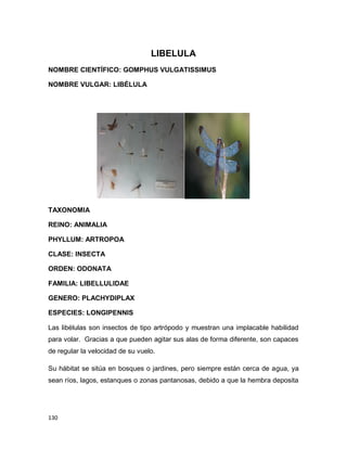 130
LIBELULA
NOMBRE CIENTÍFICO: GOMPHUS VULGATISSIMUS
NOMBRE VULGAR: LIBÉLULA
TAXONOMIA
REINO: ANIMALIA
PHYLLUM: ARTROPOA
CLASE: INSECTA
ORDEN: ODONATA
FAMILIA: LIBELLULIDAE
GENERO: PLACHYDIPLAX
ESPECIES: LONGIPENNIS
Las libélulas son insectos de tipo artrópodo y muestran una implacable habilidad
para volar. Gracias a que pueden agitar sus alas de forma diferente, son capaces
de regular la velocidad de su vuelo.
Su hábitat se sitúa en bosques o jardines, pero siempre están cerca de agua, ya
sean ríos, lagos, estanques o zonas pantanosas, debido a que la hembra deposita
 