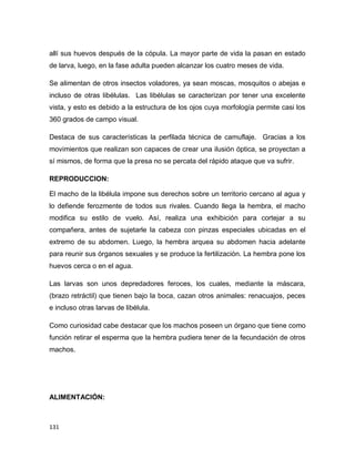 131
allí sus huevos después de la cópula. La mayor parte de vida la pasan en estado
de larva, luego, en la fase adulta pueden alcanzar los cuatro meses de vida.
Se alimentan de otros insectos voladores, ya sean moscas, mosquitos o abejas e
incluso de otras libélulas. Las libélulas se caracterizan por tener una excelente
vista, y esto es debido a la estructura de los ojos cuya morfología permite casi los
360 grados de campo visual.
Destaca de sus características la perfilada técnica de camuflaje. Gracias a los
movimientos que realizan son capaces de crear una ilusión óptica, se proyectan a
sí mismos, de forma que la presa no se percata del rápido ataque que va sufrir.
REPRODUCCION:
El macho de la libélula impone sus derechos sobre un territorio cercano al agua y
lo defiende ferozmente de todos sus rivales. Cuando llega la hembra, el macho
modifica su estilo de vuelo. Así, realiza una exhibición para cortejar a su
compañera, antes de sujetarle la cabeza con pinzas especiales ubicadas en el
extremo de su abdomen. Luego, la hembra arquea su abdomen hacia adelante
para reunir sus órganos sexuales y se produce la fertilización. La hembra pone los
huevos cerca o en el agua.
Las larvas son unos depredadores feroces, los cuales, mediante la máscara,
(brazo retráctil) que tienen bajo la boca, cazan otros animales: renacuajos, peces
e incluso otras larvas de libélula.
Como curiosidad cabe destacar que los machos poseen un órgano que tiene como
función retirar el esperma que la hembra pudiera tener de la fecundación de otros
machos.
ALIMENTACIÓN:
 