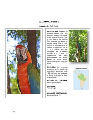 14
GUACAMAYA HIBRIDA
Especie: Ara Buff-Rock
Distribución Geográfica
DESCRIPCION: Presenta un
colorido vistoso alas azul
turquesa y negro con vientre,
cuello y pecho dorados, pata
y pico negros, iris amarillo
Son animales que tienen la
misma pareja toda su vida.
Anidan en troncos huecos de
árboles, sus posturas son de
1 a 3 huevos que son
incubados por la hembra
durante 28 a 30 días. Su
alimentación de basa
principalmente en frutos,
brotes de hojas, hojas,
algunos artrópodos y algunas
flores.
ECOLOGIA: Son animales
gregarios, se les puede ver
volando en grupos de hasta
100 individuos que se posan
a dormir en árboles al llegar
el anochecer.
ESTADO DE AMENAZA:
Preocupación menor.
Amenazas:
Tráfico ilegal
LUGAR DE OBSERVACION:
Zoológico Santa Fe
 