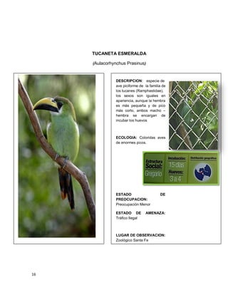 16
TUCANETA ESMERALDA
(Aulacorhynchus Prasinus)
DESCRIPCION: especie de
ave piciforme de la familia de
los tucanes (Ramphastidae),
los sexos son iguales en
apariencia, aunque la hembra
es más pequeña y de pico
más corto, ambos macho –
hembra se encargan de
incubar los huevos
ECOLOGIA: Coloridas aves
de enormes picos.
ESTADO DE
PREOCUPACION:
Preocupación Menor
ESTADO DE AMENAZA:
Tráfico Ilegal
LUGAR DE OBSERVACION:
Zoológico Santa Fe
 