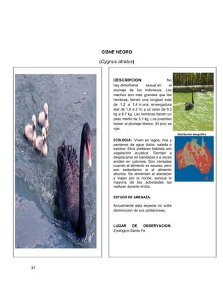 37
CISNE NEGRO
(Cygnus atratus)
DESCRIPCION: No
hay dimorfismo sexual en el
plumaje de los individuos. Los
machos son más grandes que las
hembras; tienen una longitud total
de 1,2 a 1,4 m una envergadura
alar de 1,6 a 2 m, y un peso de 6,3
kg a 8,7 kg. Las hembras tienen un
peso medio de 5,1 kg. Los juveniles
tienen el plumaje blanco. El pico es
rojo.
ECOLOGIA: Viven en lagos, ríos y
pantanos de agua dulce, salada o
salobre. Ellos prefieren hábitats con
vegetación acuática. Tienden a
desplazarse en bandadas y a veces
anidan en colonias. Son nómadas
cuando el alimento es escaso, pero
son sedentarios si el alimento
abunda. Se alimentan al atardecer
y viajan por la noche, aunque la
mayoría de las actividades las
realizan durante el día.
ESTADO DE AMENAZA:
Actualmente esta especie no sufre
disminución de sus poblaciones.
LUGAR DE OBSERVACION:
Zoológico Santa Fe
Distribución Geográfica
 