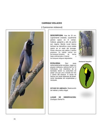41
CARRIQUI VIOLACEO
( Cyanocorax violaceus)
DESCRIPCION: Ave de 33 cm,
Ligeramente crestado; usualmente
parece opaco en el campo.
Cabeza, garganta y alto de pecho
son negros. Banda nucal blanco
lechoso se intensifica a azul violeta
opaco en el resto del plumaje.
Partes inferiores más pálidos y teñidos
grisáceos. Su hábitat natural son
los bosques húmedos de tierras
bajas subtropicales o tropical y
los bosques antiguos degradados.
ECOLOGIA: Son aves
extremadamente sociales, viajan en
grupos ruidosos y activos de 6 a 12
individuos. Los miembros de la
bandada tienen la costumbre de
pasar uno por uno a través de ríos
y claros del bosque. A veces se
asocia con otras especies de dosel,
como bandadas de oropéndolas y
caciques.
ESTADO DE AMENAZA: Destrucción
de hábitat y tráfico ilegal.
LUGAR DE OBSERVACION:
Zoológico Santa Fe
Distribución Geográfica
 