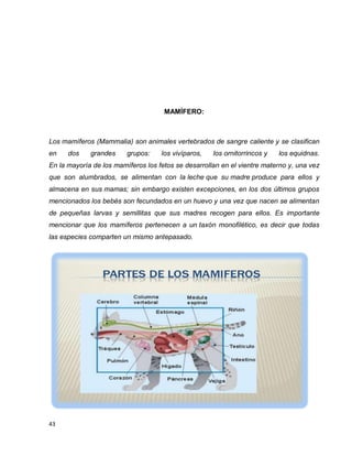 43
MAMÍFERO:
Los mamíferos (Mammalia) son animales vertebrados de sangre caliente y se clasifican
en dos grandes grupos: los vivíparos, los ornitorrincos y los equidnas.
En la mayoría de los mamíferos los fetos se desarrollan en el vientre materno y, una vez
que son alumbrados, se alimentan con la leche que su madre produce para ellos y
almacena en sus mamas; sin embargo existen excepciones, en los dos últimos grupos
mencionados los bebés son fecundados en un huevo y una vez que nacen se alimentan
de pequeñas larvas y semillitas que sus madres recogen para ellos. Es importante
mencionar que los mamíferos pertenecen a un taxón monofilético, es decir que todas
las especies comparten un mismo antepasado.
 