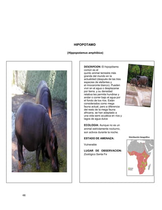 48
HIPOPOTAMO
(Hippopotamus amphibius)
DESCRIPCION: El hipopótamo
común es el
quinto animal terrestre más
grande del mundo en la
actualidad (después de las tres
especies de elefantes y
el rinoceronte blanco). Pueden
vivir en el agua o desplazarse
por tierra, y su densidad
relativa les permite hundirse y
andar o correr bajo el agua por
el fondo de los ríos. Están
considerados como mega
fauna actual, pero a diferencia
del resto de la mega fauna
africana, se han adaptado a
una vida semi acuática en ríos y
lagos de agua dulce
ECOLOGIA: Aunque no es un
animal estrictamente nocturno,
son activos durante la noche.
ESTADO DE AMENAZA:
Vulnerable
LUGAR DE OBSERVACION:
Zoológico Santa Fe
Distribución Geográfica
 
