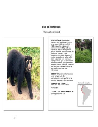 49
OSO DE ANTEOJOS
(Tremarctos ornatus)
DESCRIPCION: De tamaño
mediano en comparación con
otros osos, mide entre 1,30 y
1,90 m de alto, y pesa en
promedio entre 80 y 125 kg,
siendo el macho más grande
que la hembra, su coloración es
uniforme, negra o café
negruzca, con pelo áspero. El
hocico es corto, de color café
claro o blanco, con manchas
blanquecinas que se extienden
alrededor de los ojos y la nariz
a través de las mejillas, bajando
por el cuello hasta el pecho, y
que varía mucho entre
individuos
ECOLOGIA: son solitarios solo
en la temporada de
reproducción acompañan a la
hembra por una o dos semana
ESTADO DE AMENAZA:
Vulnerable
LUGAR DE OBSERVACION:
Zoológico Santa Fe
Distribución Geográfica
 