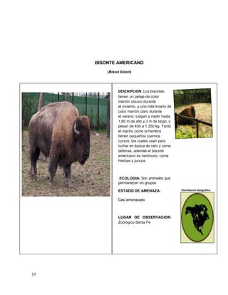 57
BISONTE AMERICANO
(Bison bison)
DESCRIPCION: Los bisontes
tienen un pelaje de color
marrón oscuro durante
el invierno, y uno más liviano de
color marrón claro durante
el verano. Llegan a medir hasta
1,80 m de alto y 3 m de largo, y
pesan de 450 a 1.350 kg. Tanto
el macho como la hembra
tienen pequeños cuernos
curvos, los cuales usan para
luchar en época de celo y como
defensa, además el bisonte
americano es herbívoro; come
hierbas y juncos.
.ECOLOGIA: Son animales que
permanecen en grupos
ESTADO DE AMENAZA:
Casi amenazado
LUGAR DE OBSERVACION:
Zoológico Santa Fe
Distribución Geográfica
 