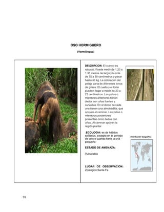 59
OSO HORMIGUERO
(Vermilingua)
DESCRIPCION: El cuerpo es
robusto. Puede medir de 1,20 a
1,30 metros de largo y la cola
de 75 a 85 centímetros y pesar
hasta 40 kg. La coloración del
pelaje varía de diferentes tonos
de grises. El cuello y el lomo
pueden llegar a medir de 20 a
22 centímetros. Las patas o
miembros anteriores tienen
dedos con uñas fuertes y
curvadas. En el dorso de cada
una tienen una almohadilla, que
apoyan al caminar. Las patas o
miembros posteriores
presentan cinco dedos con
uñas. Al caminar apoyan la
región plantar
.ECOLOGIA: es de hábitos
solitarios, excepto en el periodo
de celo o cuando tiene la cría
pequeña
ESTADO DE AMENAZA:
Vulnerable
LUGAR DE OBSERVACION:
Zoológico Santa Fe
Distribución Geográfica
 