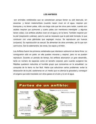64
LOS ANFIBIOS
son animales vertebrados que se caracterizan porque tienen su piel desnuda, sin
escamas y tienen metamorfosis (cuando nacen viven en el agua, respiran por
branquias y no tienen patas, sólo una larga cola que les sirve para nadar; cuando son
adultos respiran por pulmones y cuatro patas con membrana interdigital y algunos
tienen colas). Los anfibios adultos viven en el agua y en la tierra. También respiran por
la piel (respiración cutánea), para lo cual es necesario que la piel esté húmeda, lo que
conducen con unas glándulas que segregan mucus. Se reproducen por huevos
(ovíparos). Su reproducción es sexual. Se alimentan de otros animales, por lo que son
carnívoros. Son la salamandra, las ranas, los sapos y el tritón.
Los Anfibios fueron los primeros vertebrados que intentaron sobrevivir en tierra firme. Lo
consiguieron sólo en parte: en ella pueden moverse y respirar, pero no se pueden
reproducir. Durante un periodo de tiempo, los anfibios alcanzaron un gran desarrollo,
tanto en número de especies como en tamaño corporal, pero cuando surgieron los
Réptiles quedaron reducidos al humilde grupo que conocemos en la actualidad. La
conquista de la tierra no fue fácil. Había que solucionar varios problemas: evitar la
desecación de la piel, sostenerse en un medio que no atenúa la gravedad y conseguir
el oxígeno que está mezclado con otros gases en el aire y no en el agua.
 
