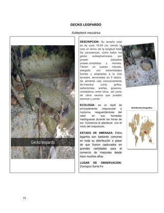 72
GECKO LEOPARDO
Eublepharis macularius
Distribución Geográfica
DESCRIPCION: Su tamaño total
es de unos 18-24 cm, siendo la
cola un tercio de la longitud total.
Se caracterizan, como todos los
gecko eublepharinosos, por
poseer parpados
poseer completos y móviles.
Tienen un cuerpo robusto,
alargado, con extremidades
fuertes y adaptadas a la vida
terrestre, terminadas en 5 dedos.
Se alimenta casi exclusivamente
de insectos como grillos,
saltamontes, arañas, gusanos,
coleópteros, entre otros, así como
de otros saurios que puedan
dominar y comer.
ECOLOGIA: es un reptil de
principalmente crepuscular y
nocturna, resguardándose del
calor en sus húmedas
madrigueras durante las horas de
sol. Comienza al atardecer, con el
inicio del crepúsculo.
ESTADO DE AMENAZA: Estos
lagartos son bastante comunes
en toda su distribución a pesar
de que fueron capturados en
grandes cantidades para el
comercio de mascotas desde
hace muchos años.
LUGAR DE OBSERVACION:
Zoológico Santa Fe
 