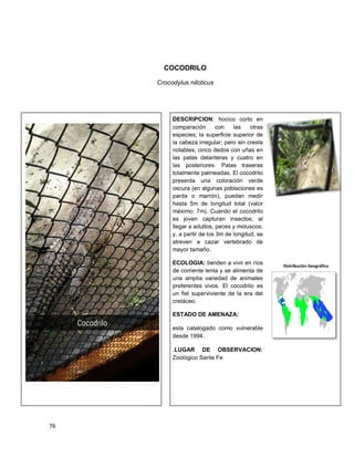 76
COCODRILO
Crocodylus niloticus
Distribución Geográfica
DESCRIPCION: hocico corto en
comparación con las otras
especies; la superficie superior de
la cabeza irregular; pero sin cresta
notables; cinco dedos con uñas en
las patas delanteras y cuatro en
las posteriores. Patas traseras
totalmente palmeadas. El cocodrilo
presenta una coloración verde
oscura (en algunas poblaciones es
parda o marrón), puedan medir
hasta 5m de longitud total (valor
máximo: 7m). Cuando el cocodrilo
es joven capturan insectos; al
llegar a adultos, peces y moluscos;
y, a partir de los 3m de longitud, se
atreven a cazar vertebrado de
mayor tamaño.
ECOLOGIA: tienden a vivir en ríos
de corriente lenta y se alimenta de
una amplia variedad de animales
preferentes vivos. El cocodrilo es
un fiel superviviente de la era del
cretáceo.
ESTADO DE AMENAZA:
esta catalogado como vulnerable
desde 1994.
.LUGAR DE OBSERVACION:
Zoológico Santa Fe
 