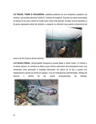 87
LA TOCHE, TIGRE O VOLADORA: (spilotes pullatus) es una serpiente cazadora sin
veneno, que puede alcanzar hasta 2,7 metros de longitud. Cuando se siente acorralada
se apoya en la cola y plana el cuello para verse más grande. Es ágil, buena trepadora y
le gusta reposarse sobre los árboles, a esperar su alimento que puede componerse de
aves o de los huevos de las mismas.
LA FALSA CORAL: (lampropeltis triangulum) puede llegar a medir hasta 1.5 metros y
no tiene veneno, su nombre se debe a que imita la coloración de la serpiente coral, muy
venenosa, para persuadir a posibles atacantes. Es activa en el día y puede huir
rápidamente cuando se siente en peligro, vive en madrigueras abandonadas, debajo de
troncos o dentro de las raíces protuberantes de árboles.
 