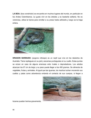 88
LA BOA: (boa constrictor) se encuentra en muchos lugares del mundo, en particular en
los Andes Colombianos. Le gusta vivir en los árboles y es bastante solitaria. No es
venenosa, utiliza la fuerza para enrollar a su presa hasta asfixiarla y luego se la traga
entera.
DRAGON BARBUDO: (pogona vitticeps) es un reptil que vive en los desiertos de
Australia. Tiene repliegues en su piel y escamas puntiagudas en su cuello. Estas puntas
se erizan en caso de alguna amenaza ante rivales o depredadores. Los adultos
alcanzan los 6º cm de largo y su peso puede llegar a los 450 gramos. Se alimenta de
vegetales, frutas y animales. Al igual que las iguanas, los machos luchan moviendo sus
cuellos y patas como advertencia evitando el contacto de sus cuerpos, si llegan a
tocarse pueden herirse gravemente.
 