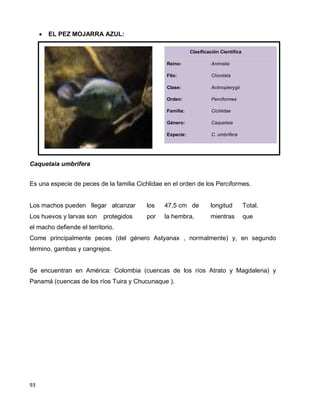 93
 EL PEZ MOJARRA AZUL:
Clasificación Científica
Reino: Animalia
Filo: Chordata
Clase: Actinopterygii
Orden: Perciformes
Familia: Cichlidae
Género: Caquetaia
Especie: C. umbrifera
Caquetaia umbrifera
Es una especie de peces de la familia Cichlidae en el orden de los Perciformes.
Los machos pueden llegar alcanzar los 47,5 cm de longitud Total.
Los huevos y larvas son protegidos por la hembra, mientras que
el macho defiende el territorio.
Come principalmente peces (del género Astyanax , normalmente) y, en segundo
término, gambas y cangrejos.
Se encuentran en América: Colombia (cuencas de los ríos Atrato y Magdalena) y
Panamá (cuencas de los ríos Tuira y Chucunaque ).
 