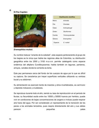 99

El Pez Capitán:

Eremophilus mutisii.
Clasificación científica
Reino: Animalia
Filo: Chordata
Clase: Actinopterygii
Orden: Siluriformes
Familia: Trichomycteridae
Género: Eremophilus
Especie: E. mutisii
Su nombre traduce “amante de la soledad”, esta especie perteneciente al grupo de
los bagres es la única que habita las regiones altas de Colombia, su distribución
geográfica entre los 2500 y 3100 m.s.n.m. permite catalogarlo como especie
endémica del altiplano Cundiboyacense; habita también en lagunas, pantanos,
arroyos, canales donde la corriente es lenta.
Este pez permanece cerca del fondo de los cuerpos de agua por lo que es difícil
su captura. Se caracteriza por trepar superficies verticales utilizando su ventosa
bucal y su abdomen.
Su alimentación es esencial mente de insectos y otros invertebrados, es carnívoro
y depreda moluscos y crustáceos.
Se reproduce durante todo el año, siendo su tasa de reproducción en el periodo de
lluvias; su fecundidad oscila entre los 10000 y 50000 huevos por hembra, puede
vivir en condiciones de bajas concentraciones de oxigeno e incluso puede respirar
aire fuera del agua. Por ser considerado un representante de la transición de los
peces a los animales terrestres, pues respira directamente del aire y sus aletas
parecen pequeñas patas
 