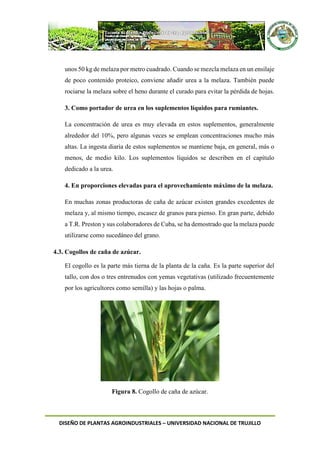 DISEÑO DE PLANTAS AGROINDUSTRIALES – UNIVERSIDAD NACIONAL DE TRUJILLO
unos 50 kg de melaza por metro cuadrado. Cuando se mezcla melaza en un ensilaje
de poco contenido proteico, conviene añadir urea a la melaza. También puede
rociarse la melaza sobre el heno durante el curado para evitar la pérdida de hojas.
3. Como portador de urea en los suplementos líquidos para rumiantes.
La concentración de urea es muy elevada en estos suplementos, generalmente
alrededor del 10%, pero algunas veces se emplean concentraciones mucho más
altas. La ingesta diaria de estos suplementos se mantiene baja, en general, más o
menos, de medio kilo. Los suplementos líquidos se describen en el capítulo
dedicado a la urea.
4. En proporciones elevadas para el aprovechamiento máximo de la melaza.
En muchas zonas productoras de caña de azúcar existen grandes excedentes de
melaza y, al mismo tiempo, escasez de granos para pienso. En gran parte, debido
a T.R. Preston y sus colaboradores de Cuba, se ha demostrado que la melaza puede
utilizarse como sucedáneo del grano.
4.3. Cogollos de caña de azúcar.
El cogollo es la parte más tierna de la planta de la caña. Es la parte superior del
tallo, con dos o tres entrenudos con yemas vegetativas (utilizado frecuentemente
por los agricultores como semilla) y las hojas o palma.
Figura 8. Cogollo de caña de azúcar.
 
